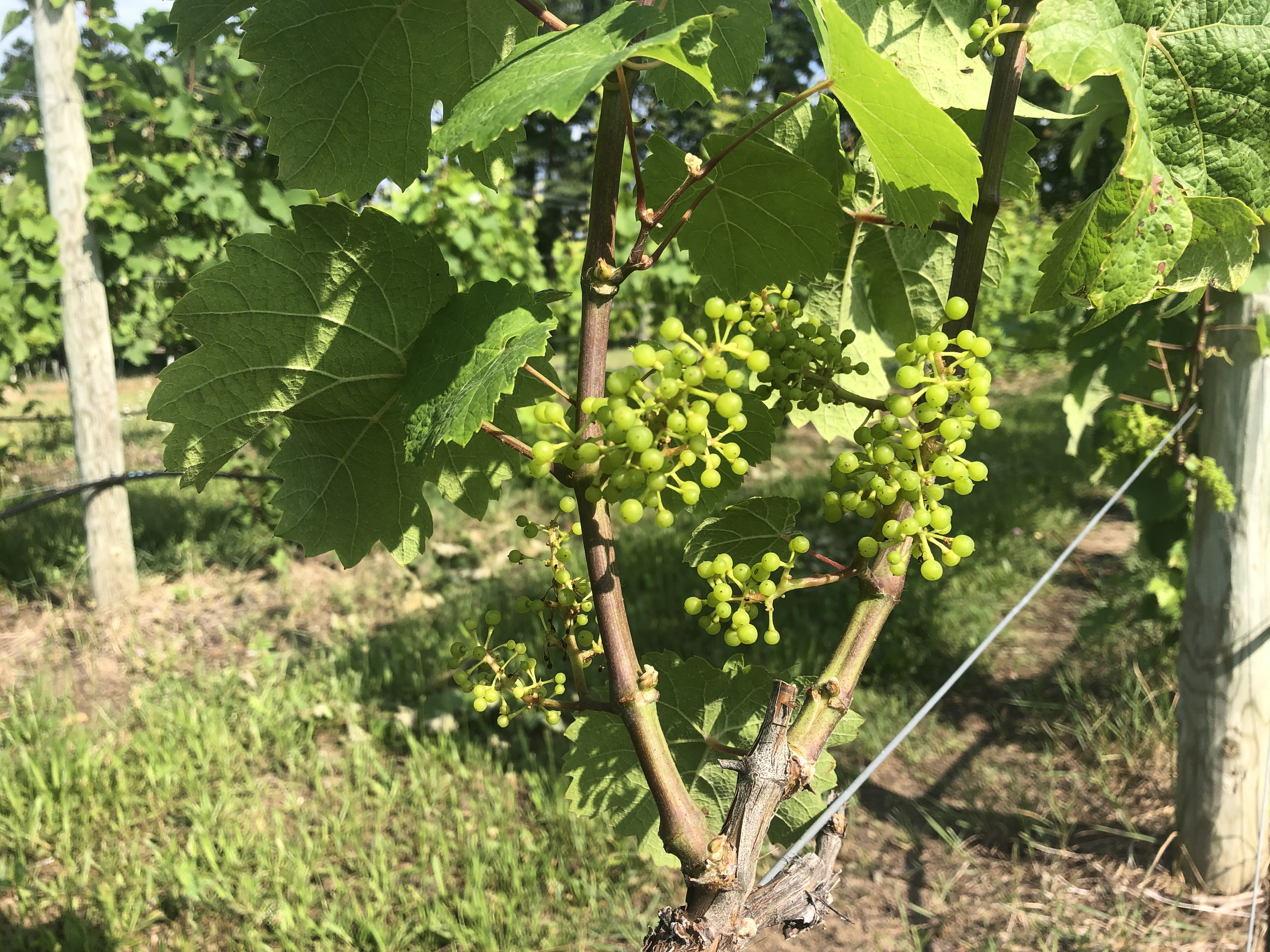 Close-up Riesling